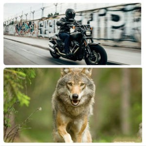 The biker and the wolf